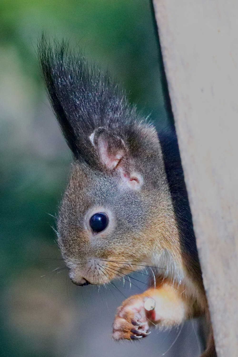 a close up of a squirrel peeking out of a hole