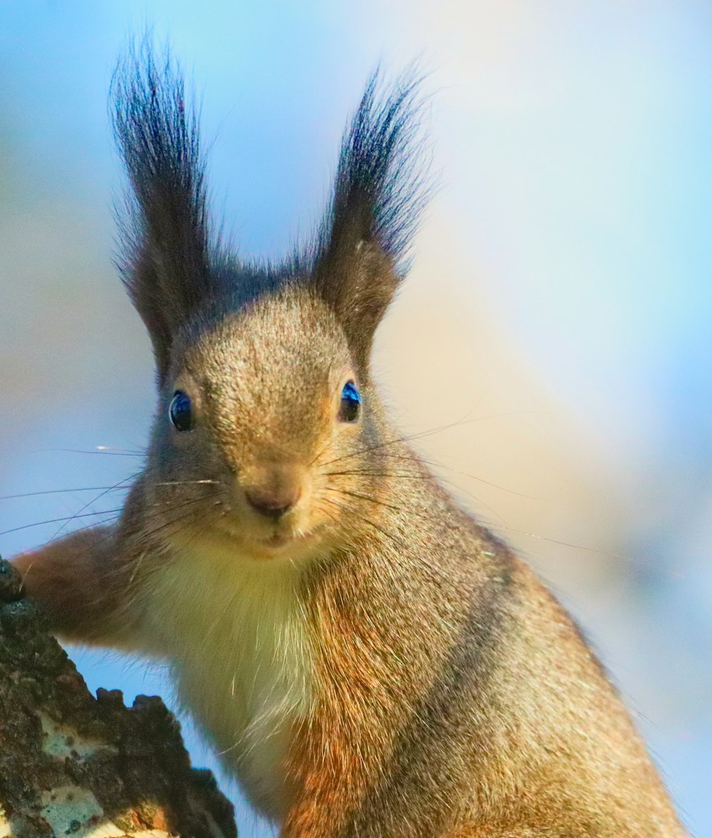 a close up of a squirrel on a tree