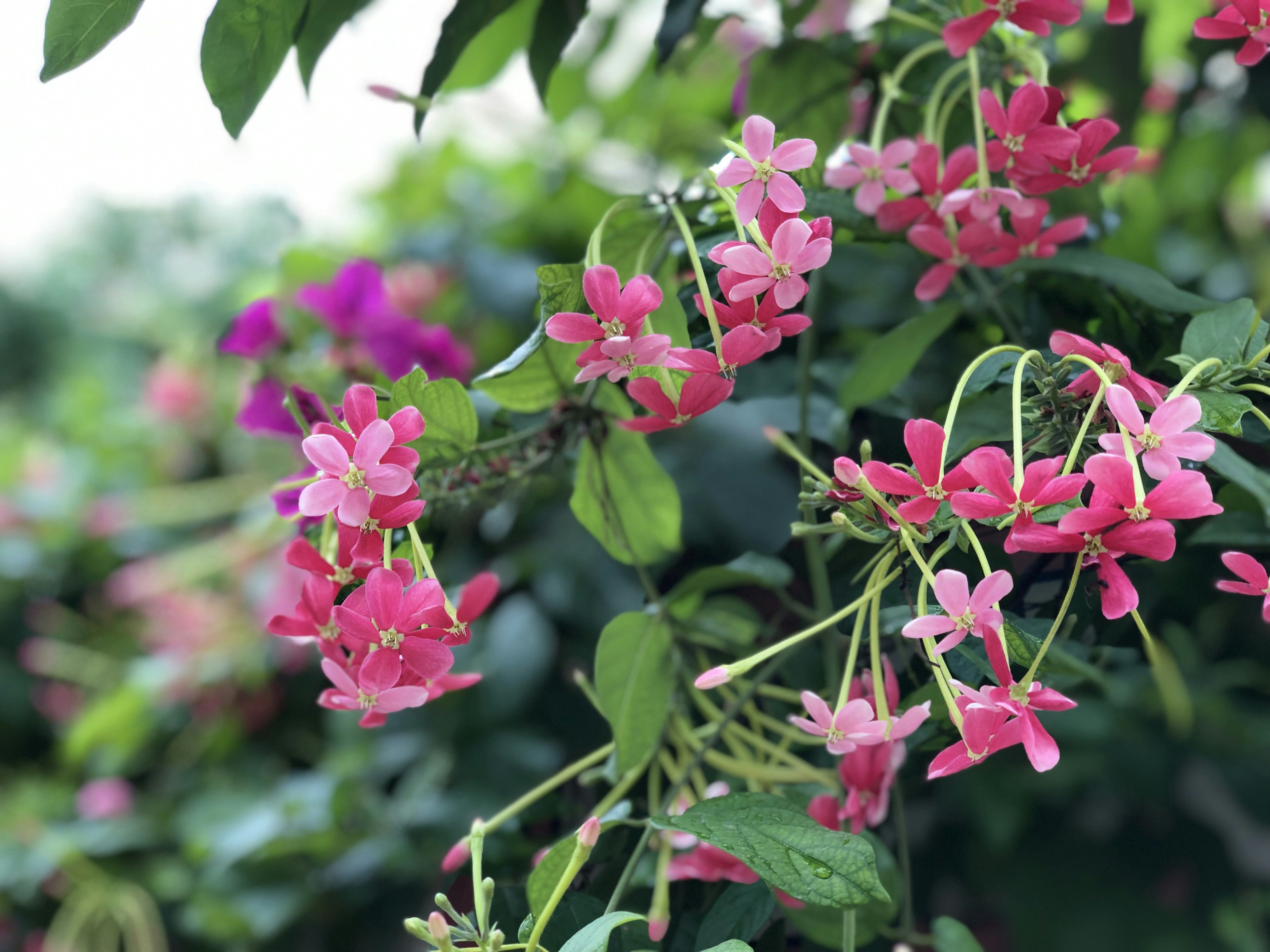 Photo by priyanshu28