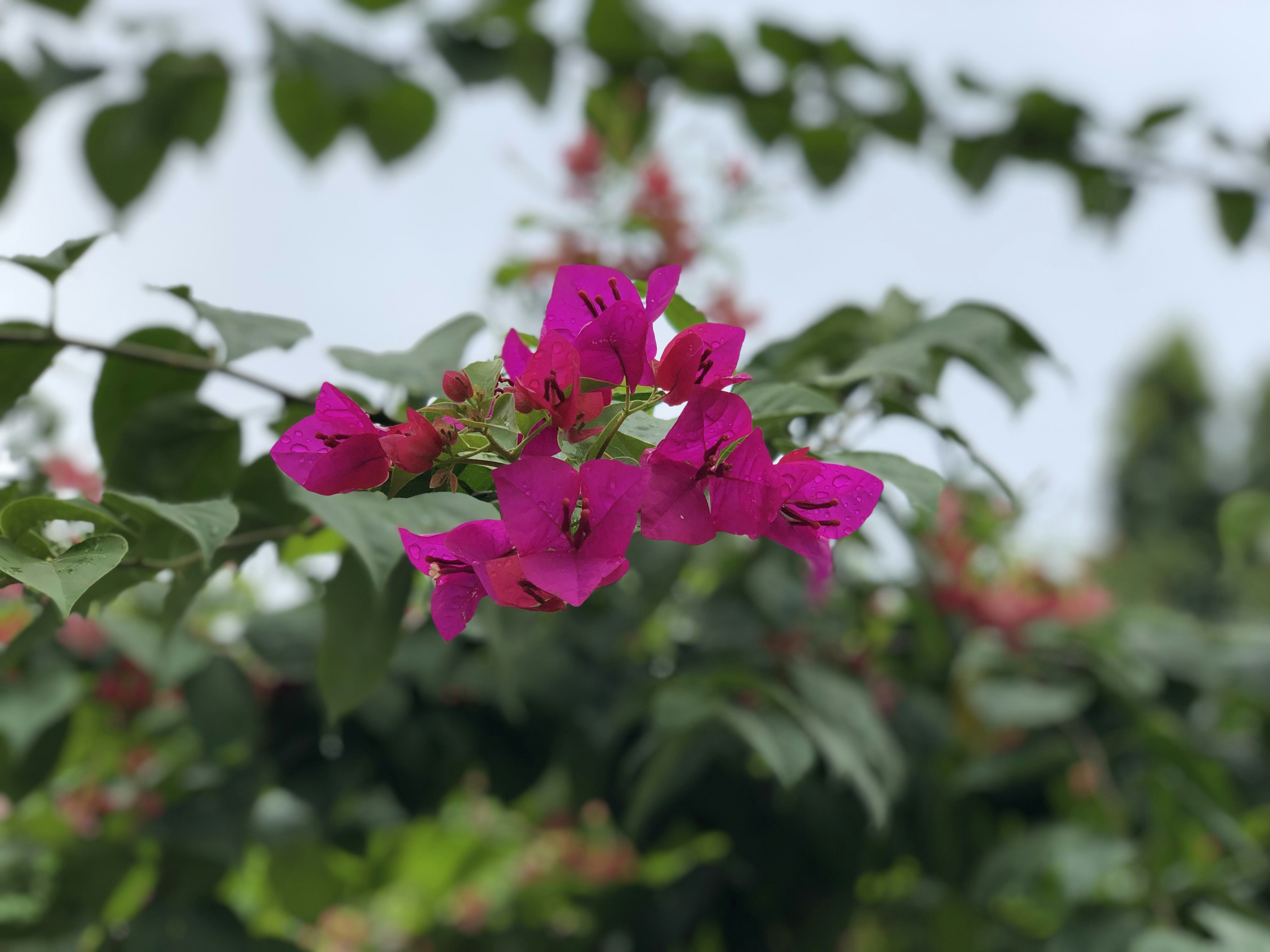 Photo by priyanshu28