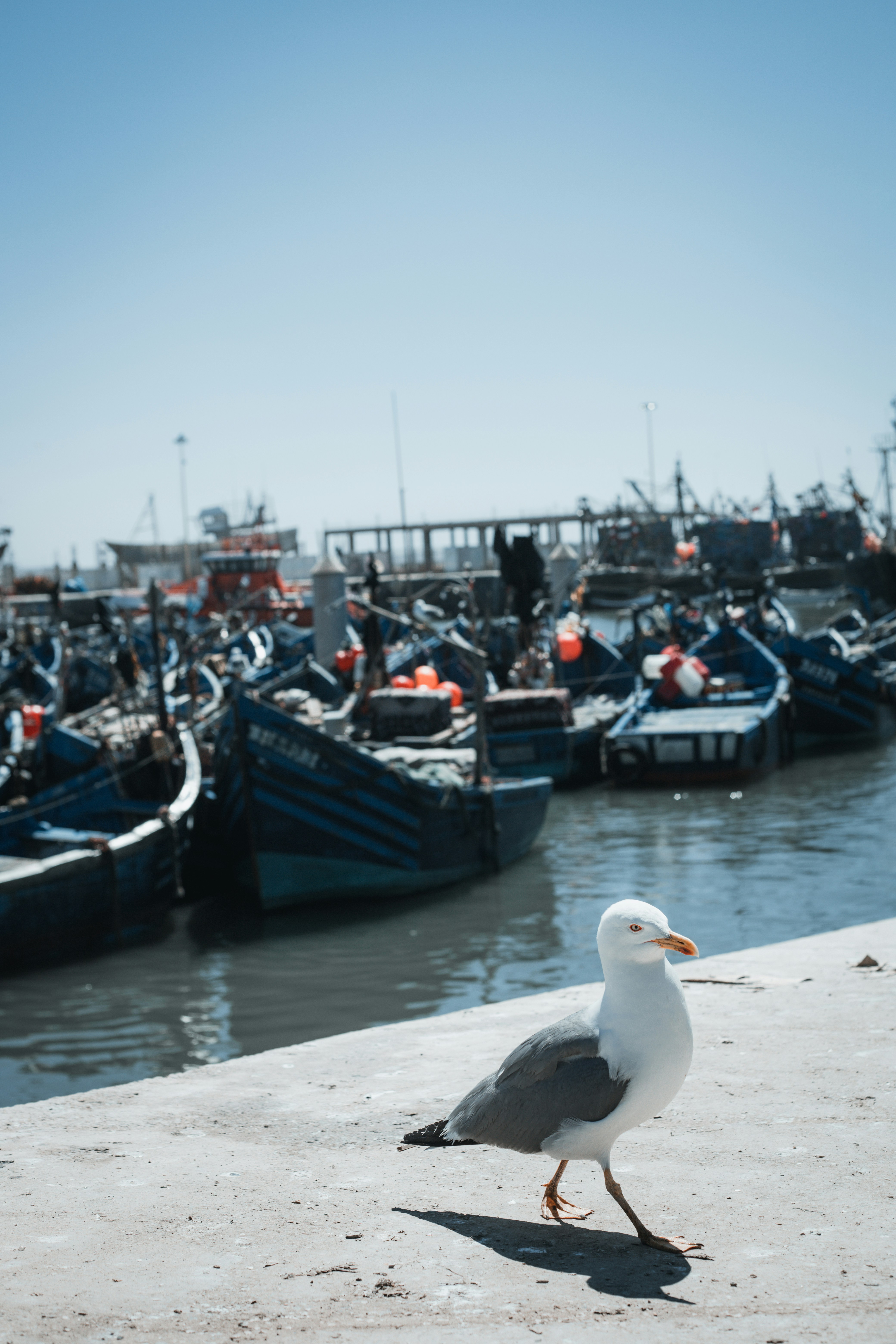 a seagull is standing on a ledge near a harbor full of boats