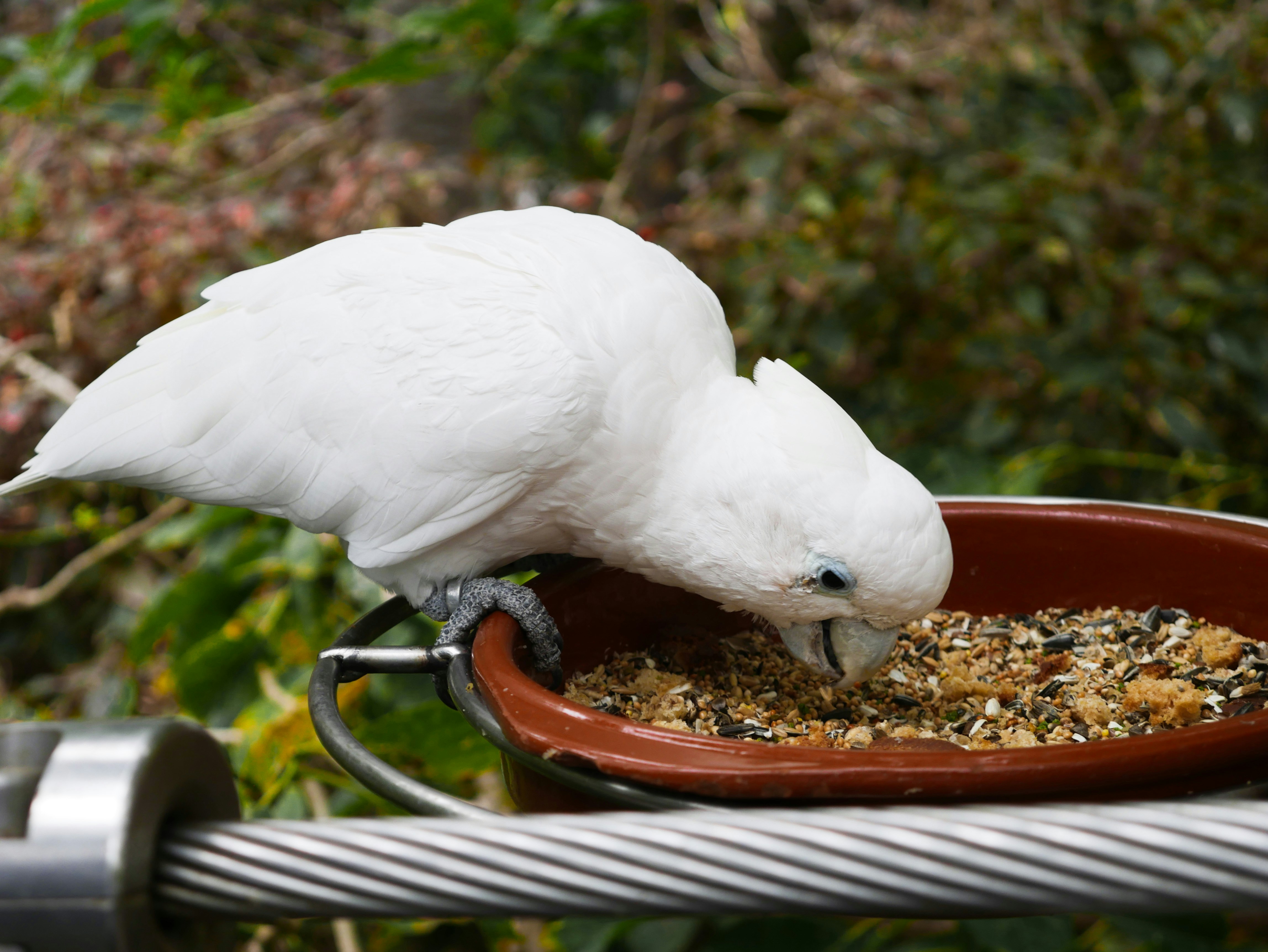 Colorful parrot eating fresh fruits and vegetables