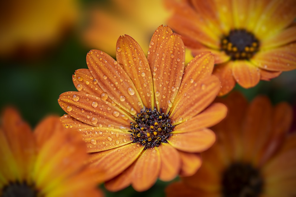 a group of orange flowers with water droplets on them
