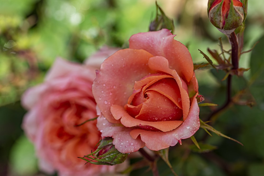 a close up of a pink rose with water droplets on it