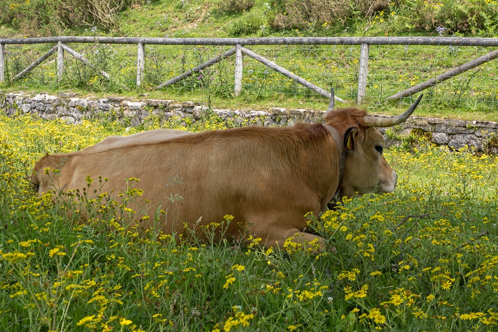 a brown cow laying in a field of yellow flowers