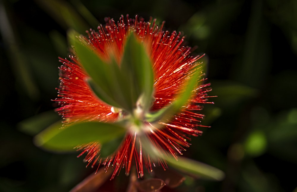 a red flower with green leaves in the background