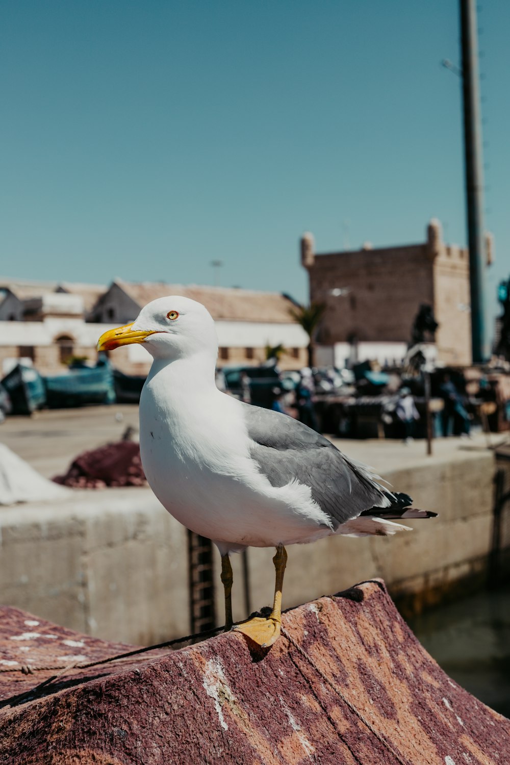 a seagull is standing on a piece of wood