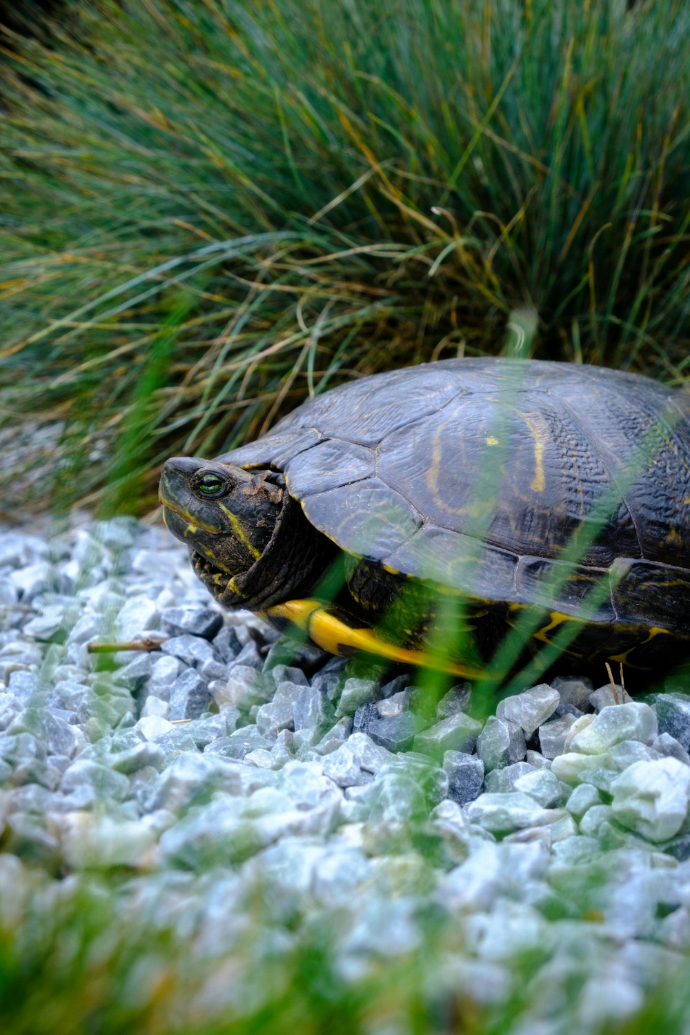 a turtle sitting on top of a pile of rocks