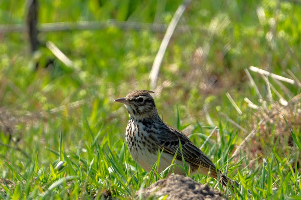 a small bird is standing in the grass