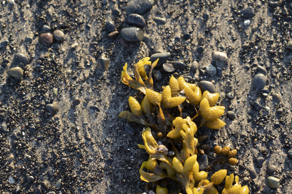 a plant that is growing out of the sand