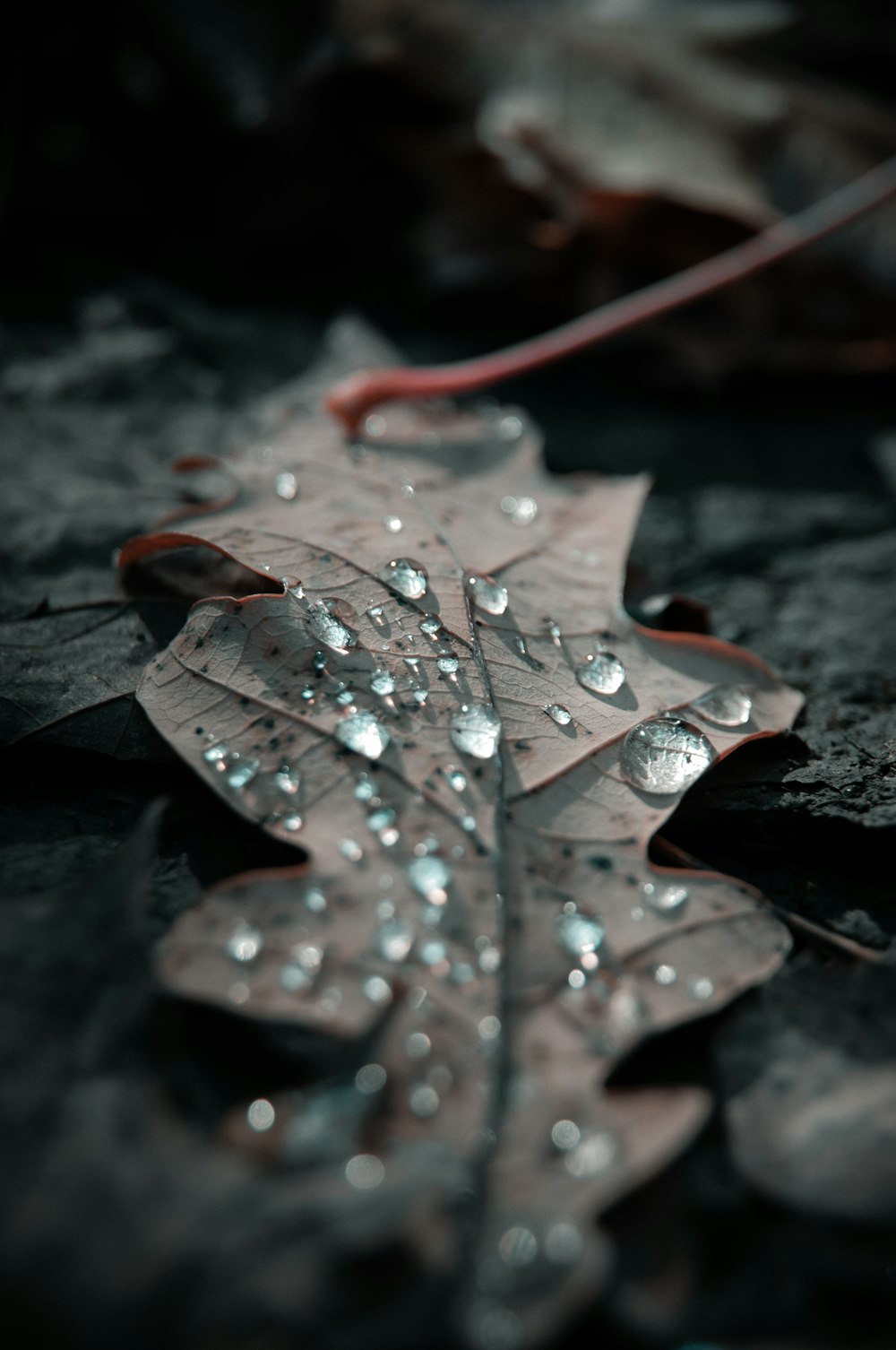 a close up of a leaf with drops of water on it