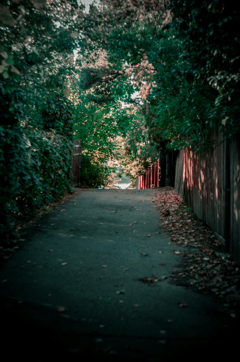 a narrow road surrounded by trees and leaves
