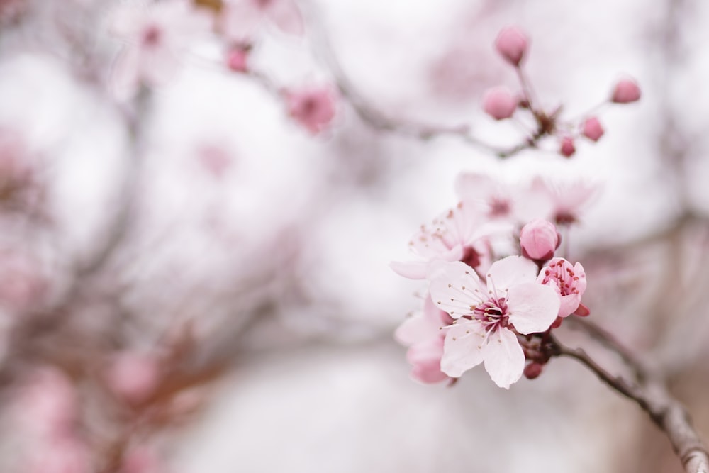 a close up of a flower