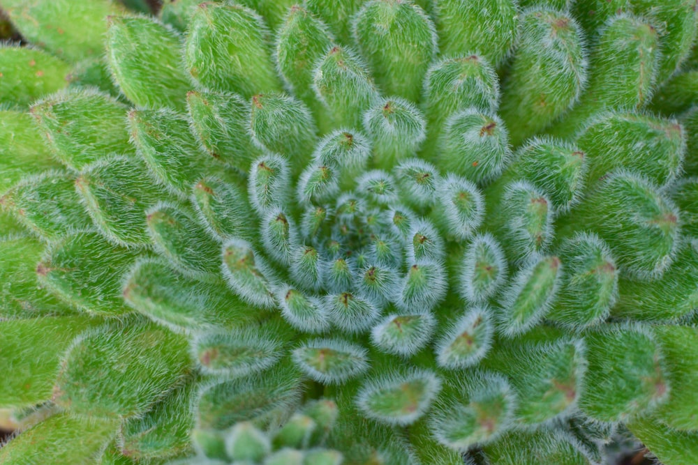 a close up of a green plant with lots of leaves