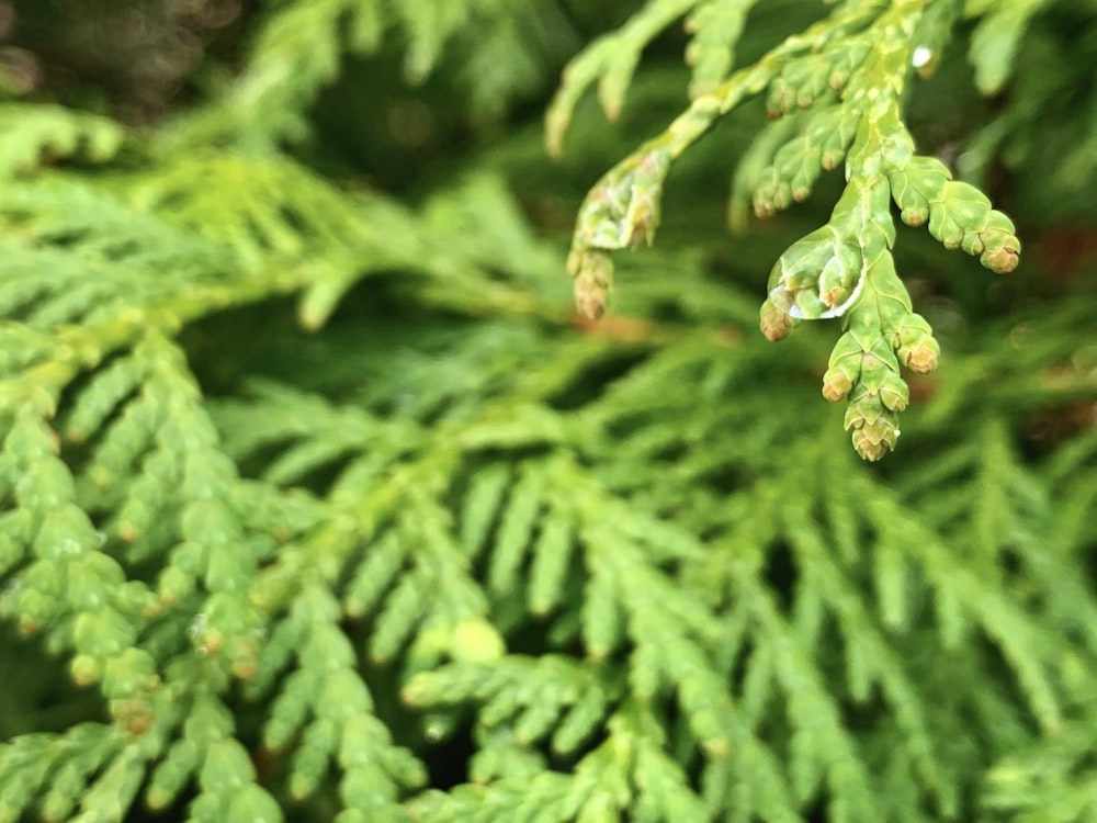 a close up of a pine tree with drops of water on it