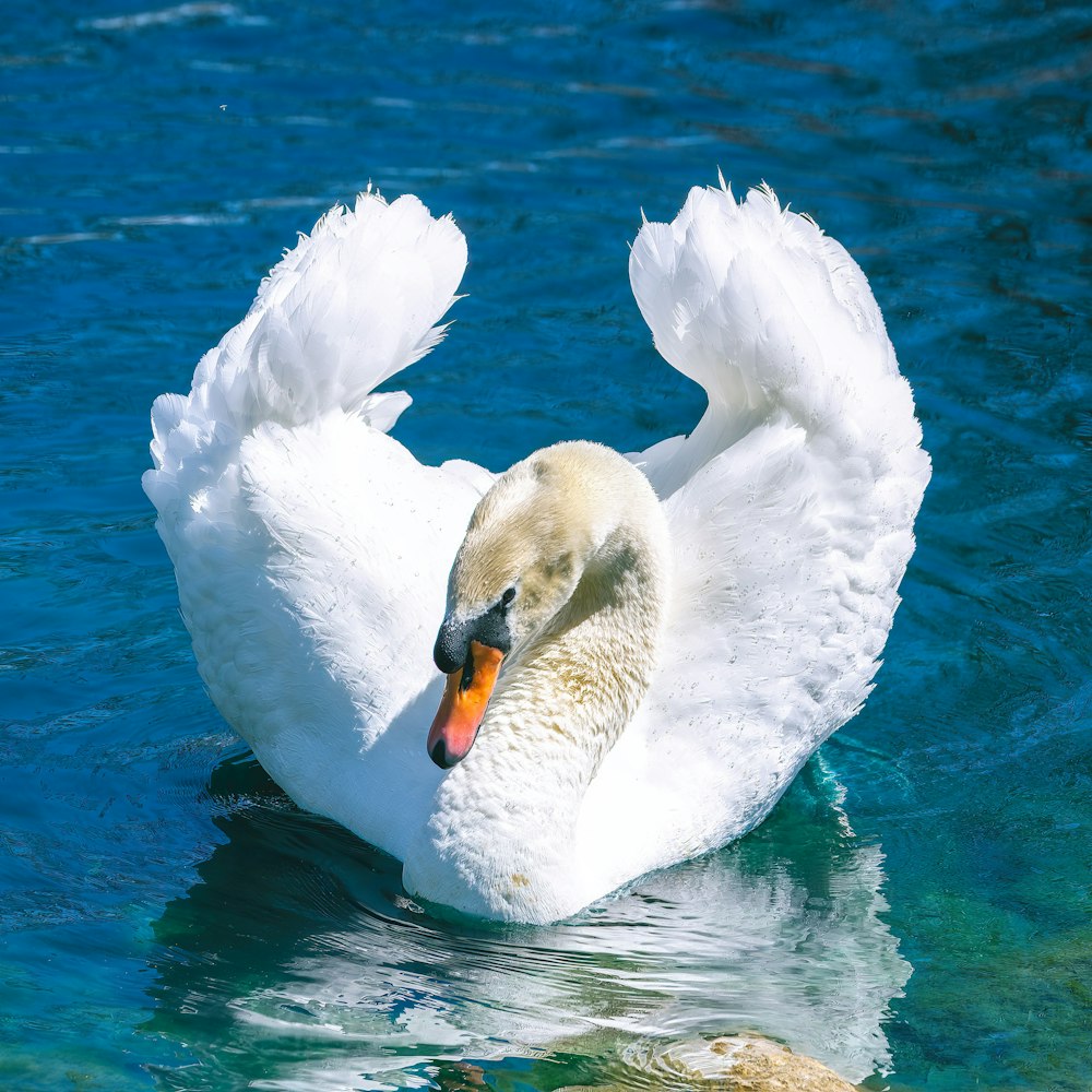 a white swan floating on top of a body of water