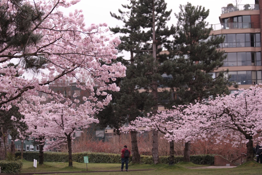 a man standing in a park next to trees with pink flowers