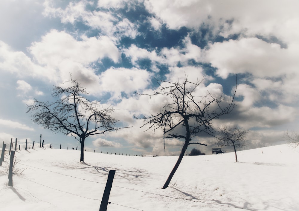 un campo innevato con alberi e una recinzione