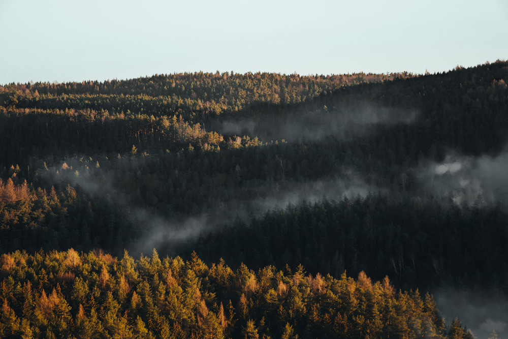 a forest filled with lots of trees covered in fog