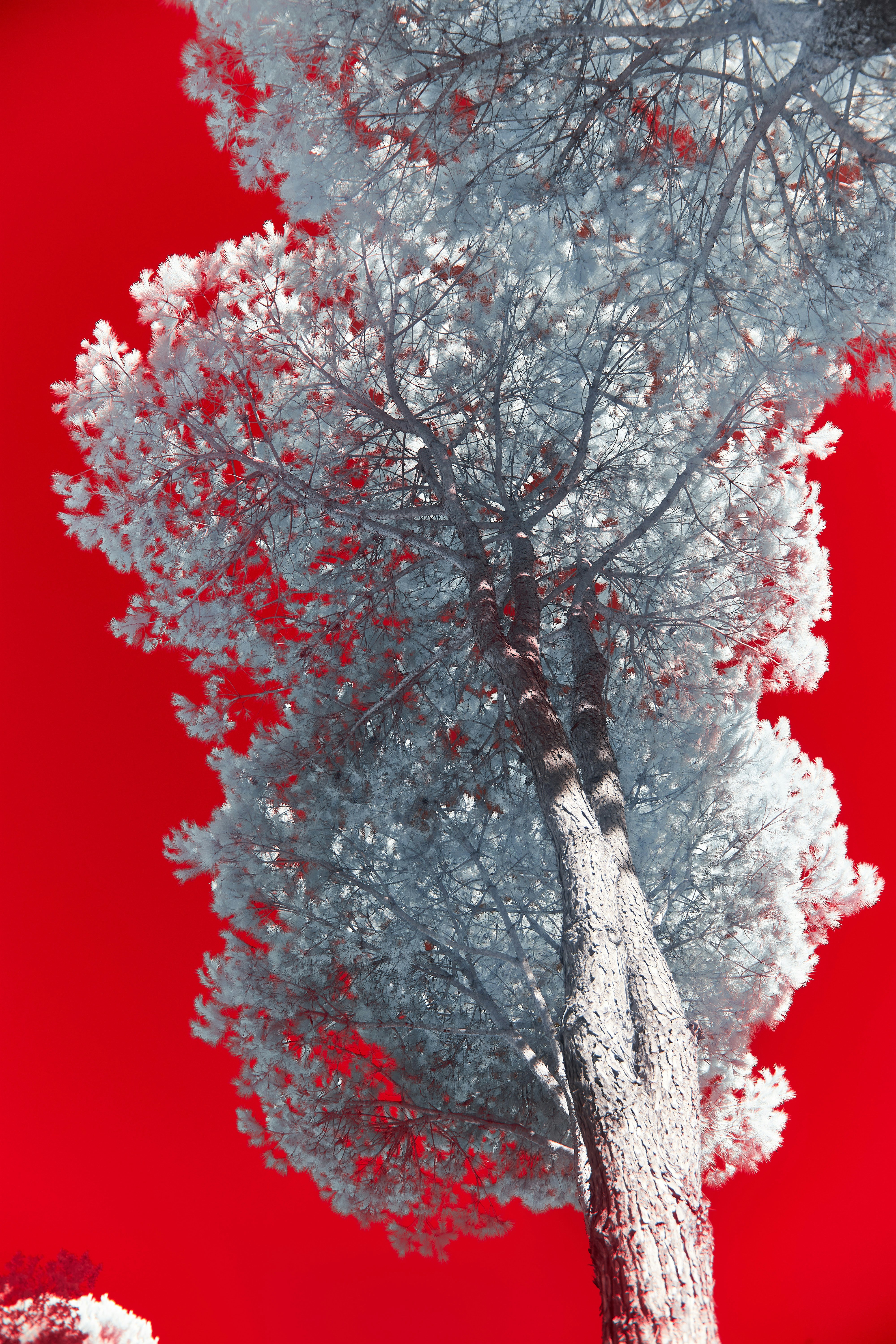 Un arbre avec un ciel rouge en arrière-plan photo – Photo Gris Gratuite ...