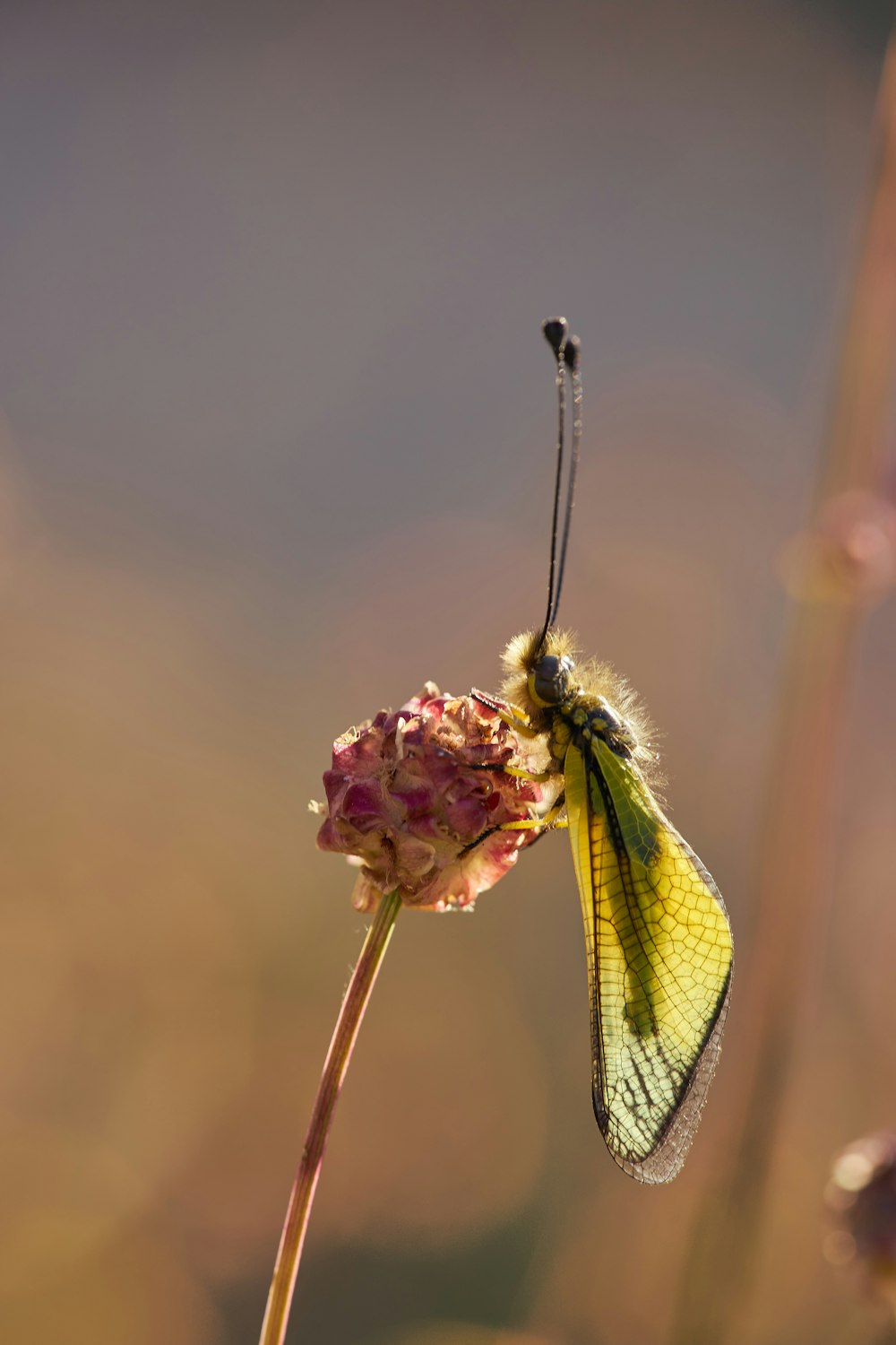 a yellow and black butterfly sitting on a flower