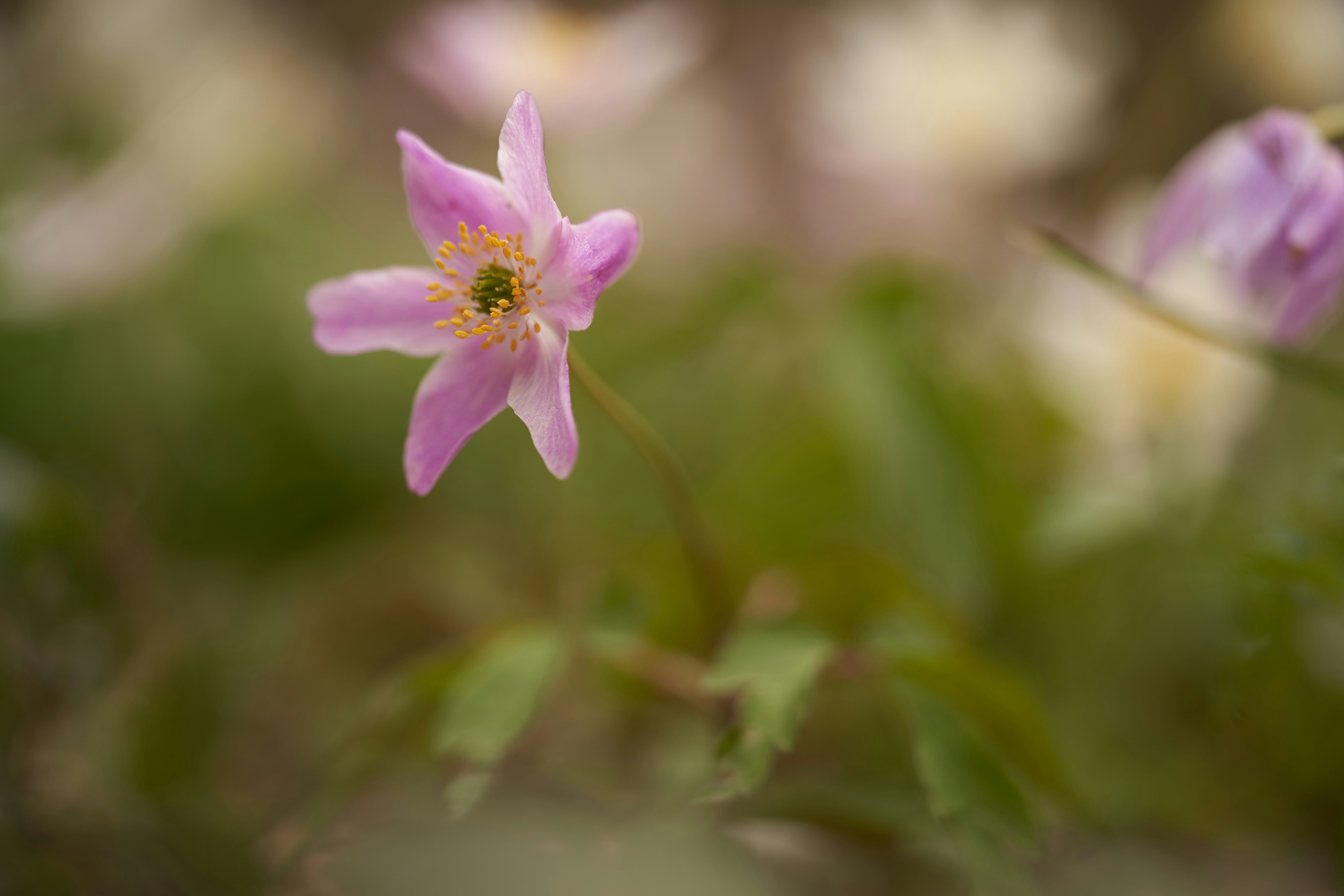 Photo by wolfgang_hasselmann