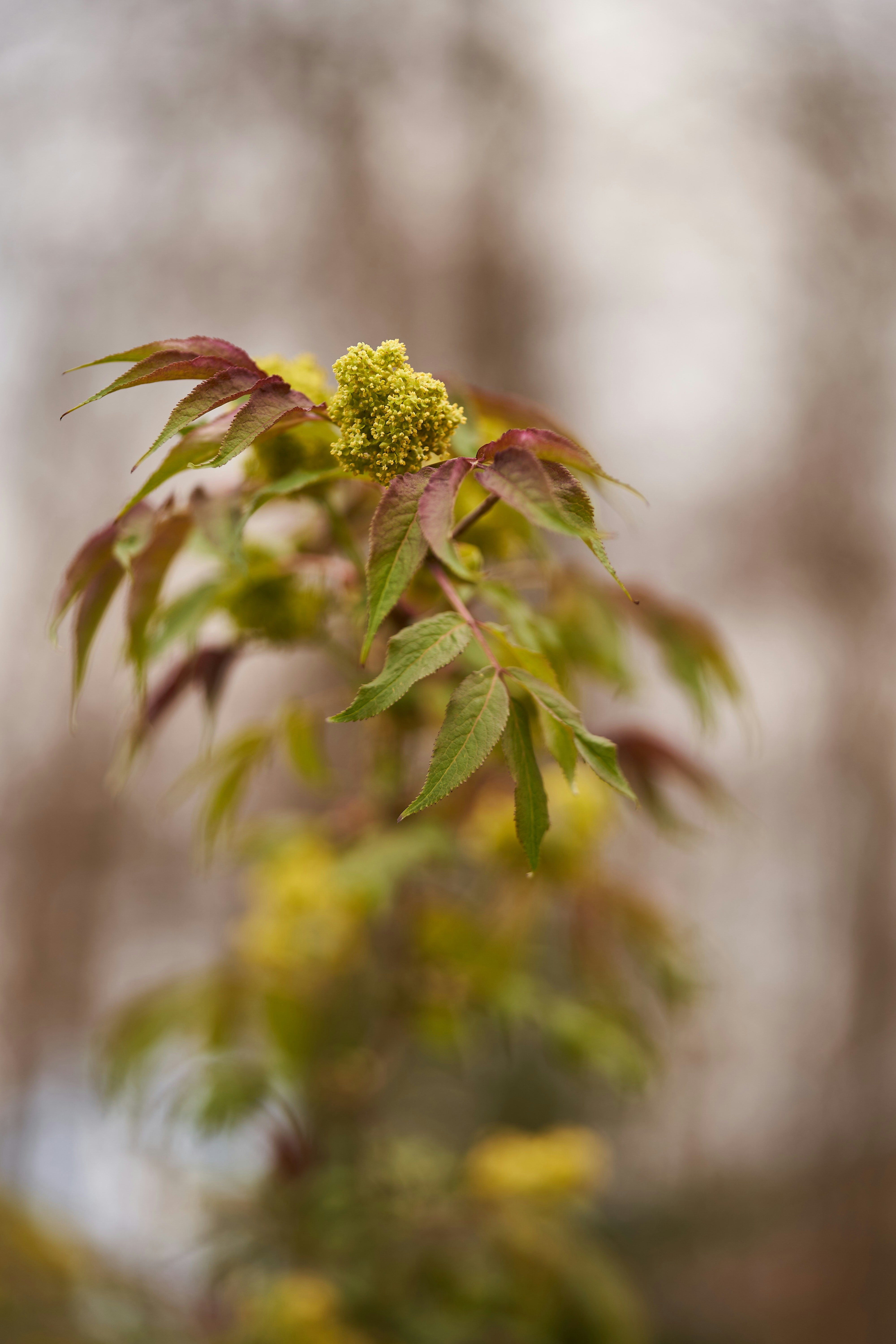 Photo by wolfgang_hasselmann