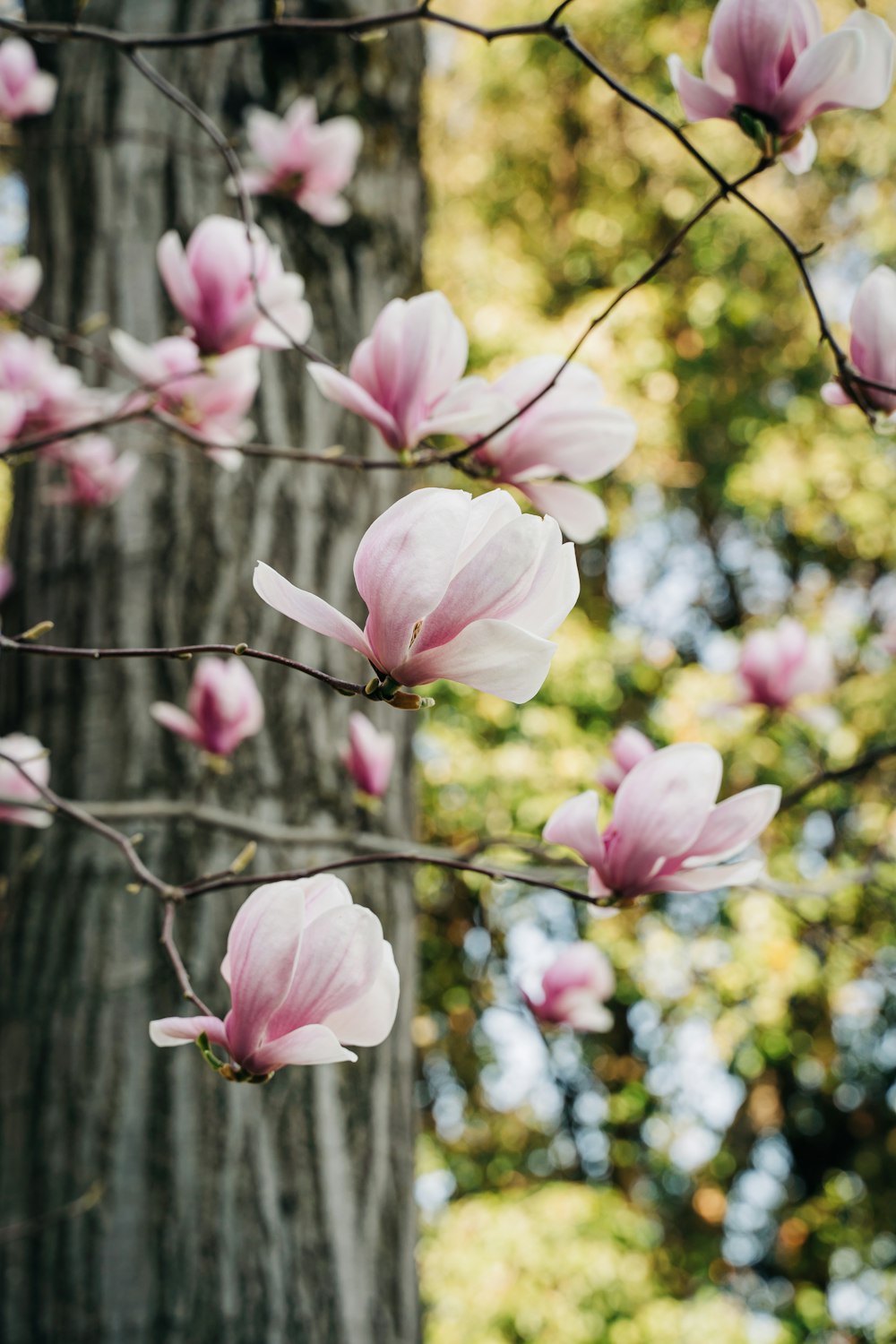 pink flowers blooming on a tree in a park