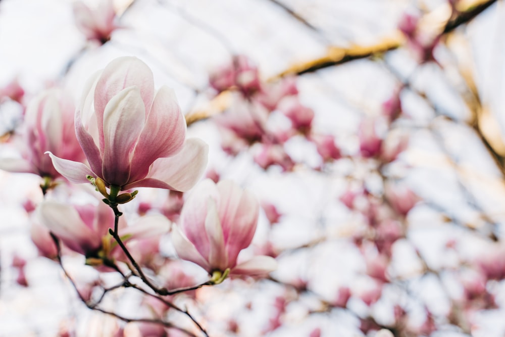 a close up of a tree with pink flowers