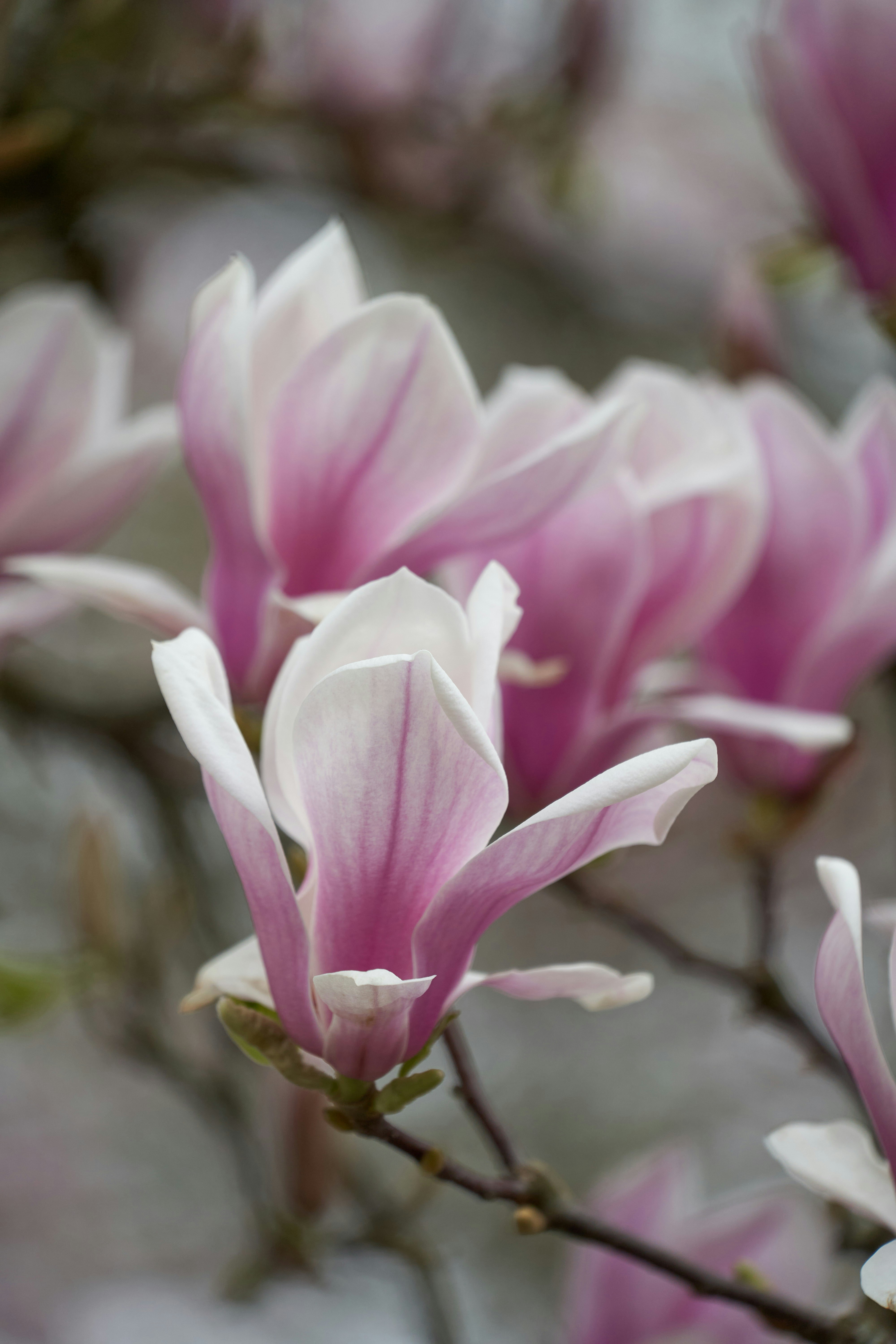 Photo by wolfgang_hasselmann