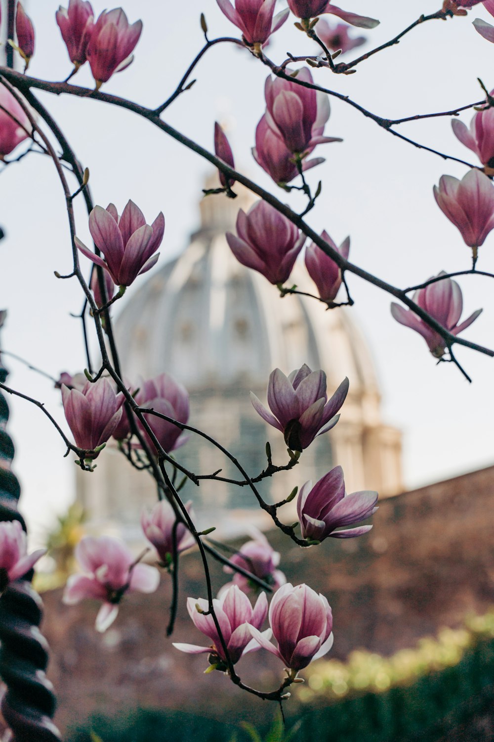 a tree with pink flowers in front of a building