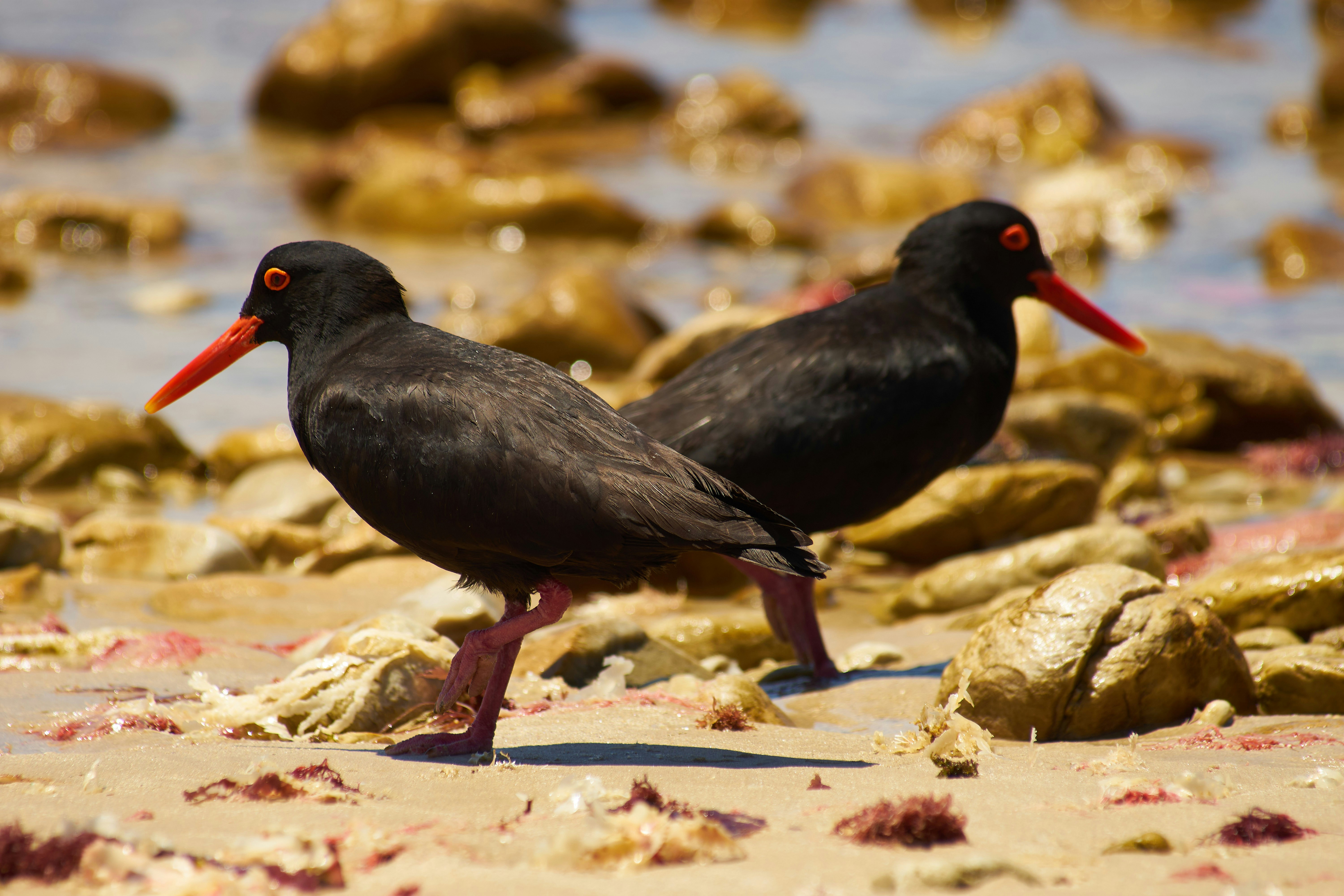 Photo by wolfgang_hasselmann