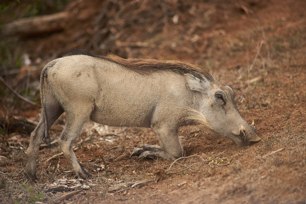 a warthog walking on the side of a dirt road