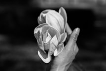 A black and white photograph featuring a hand gently holding a magnolia bloom. The image captures the delicate texture of the petals and the details of the hand's skin, against a softly blurred background.