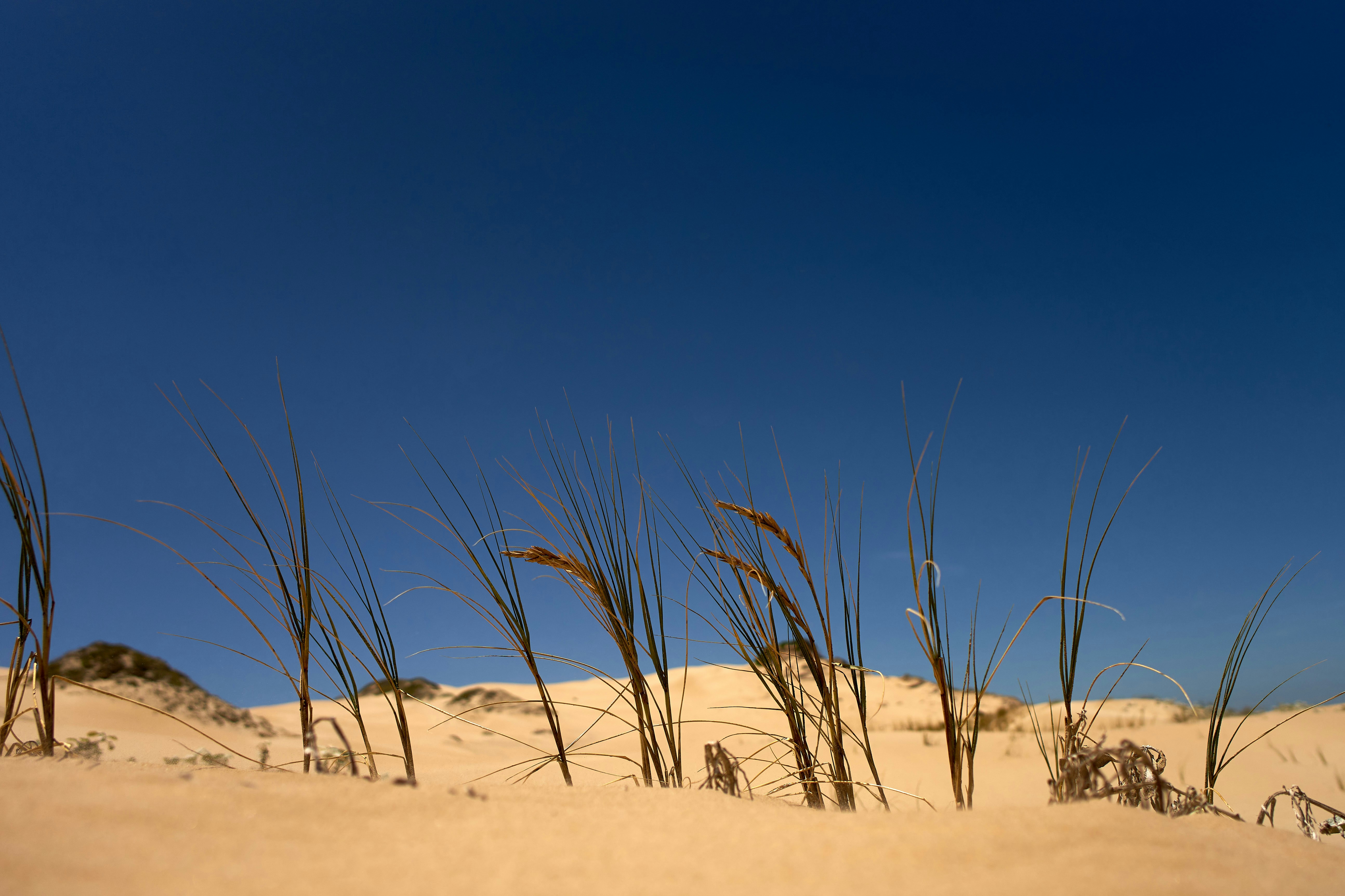 Photo by wolfgang_hasselmann