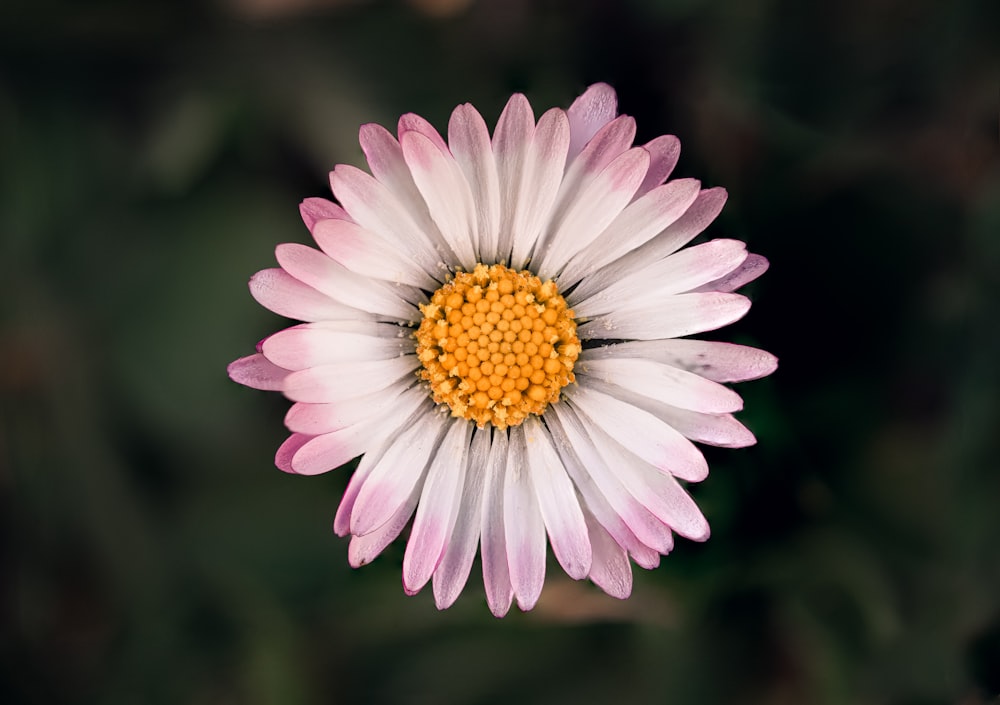 a white and pink flower with a yellow center