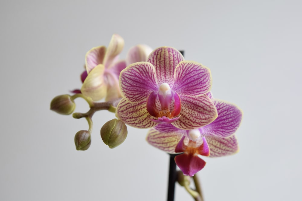 a close up of a flower with a white background