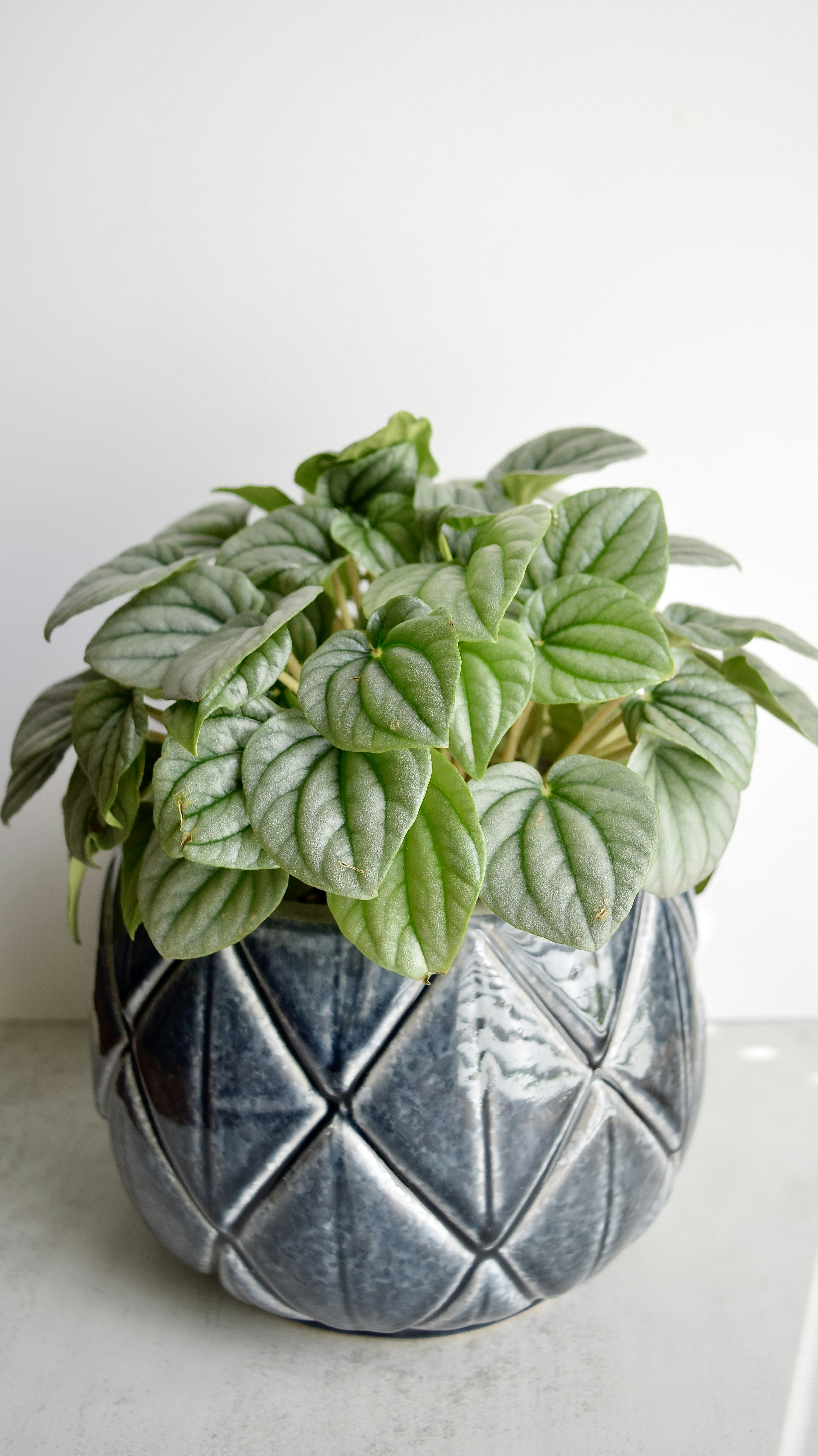 Photo by triciatimney