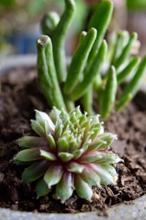 a close up of a small plant in a pot