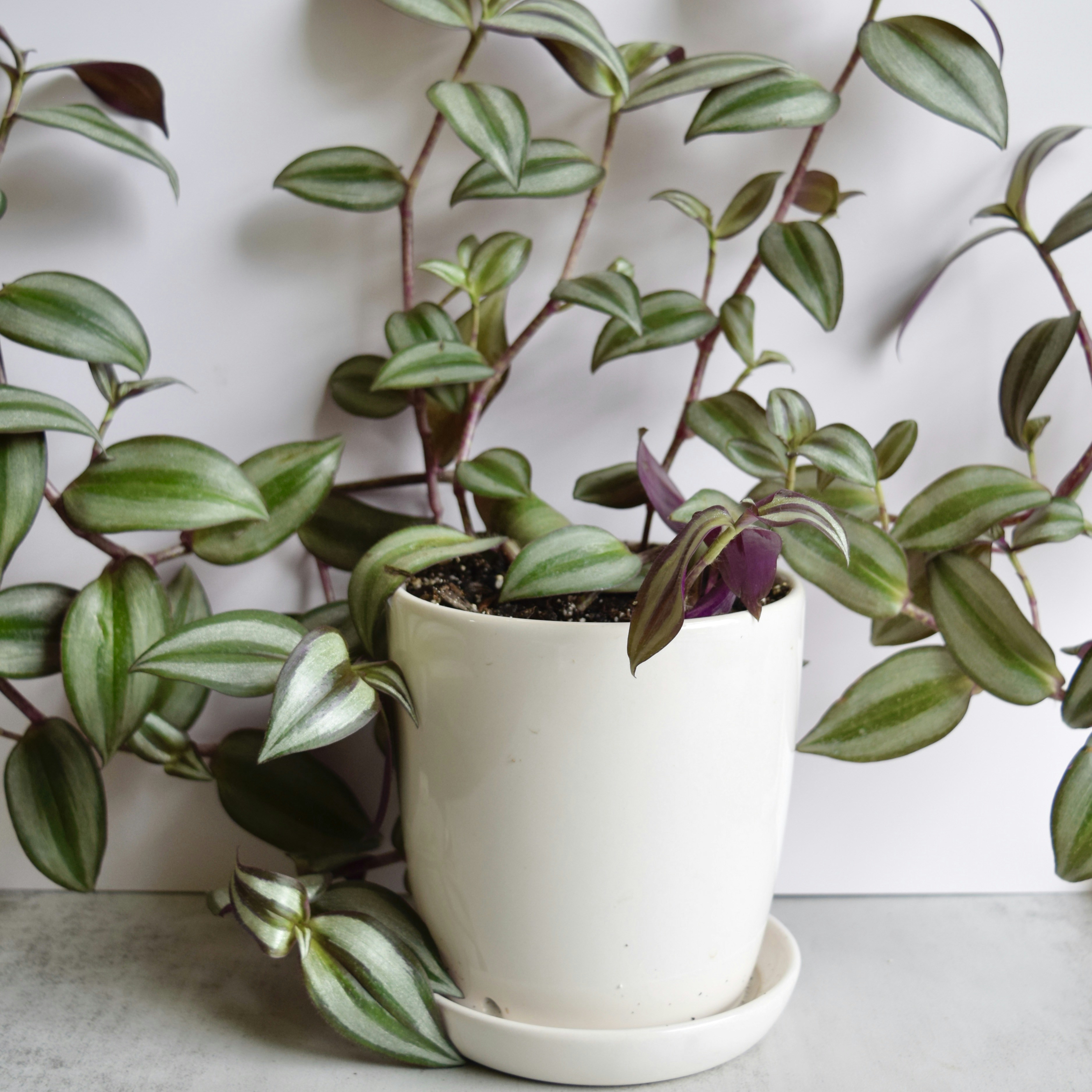 Tropical Aroid Plant Collection