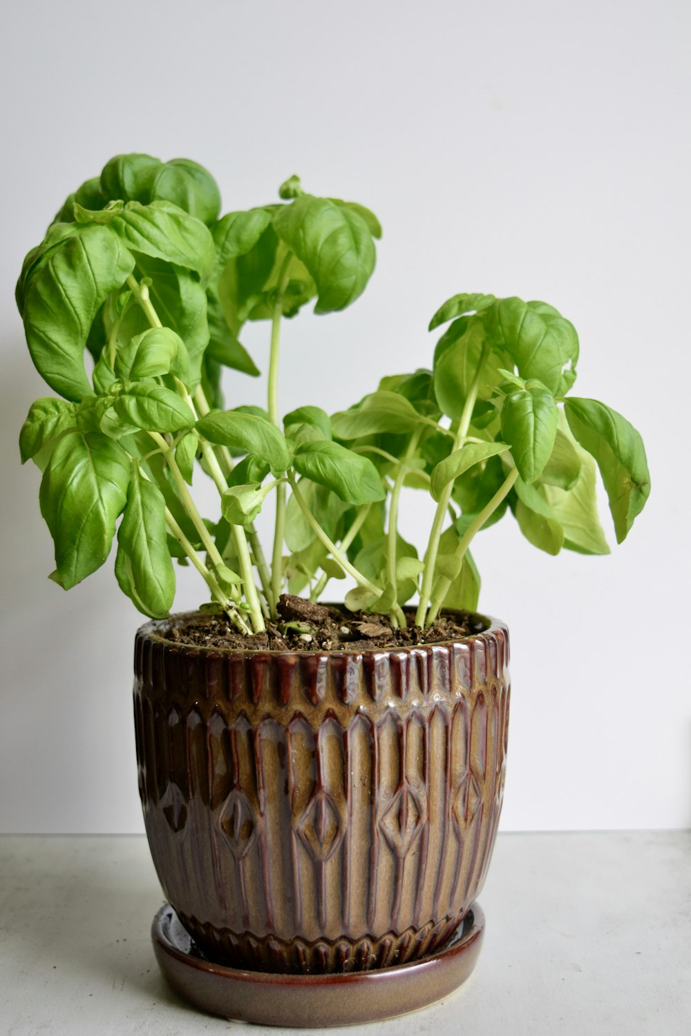 a potted plant sitting on top of a table