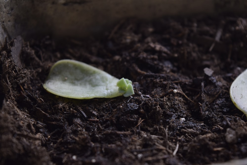 a close up of a seedling plant with dirt on the ground