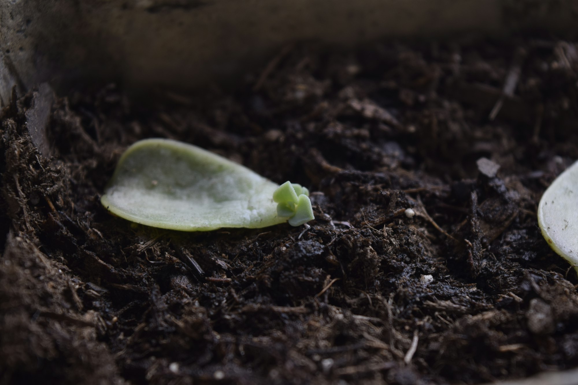 a close up of succulent seedling with dirt on the ground