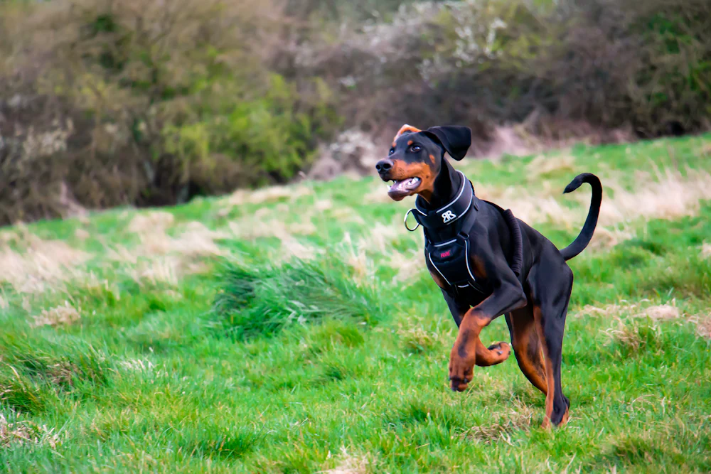 Dobermann, photo 3