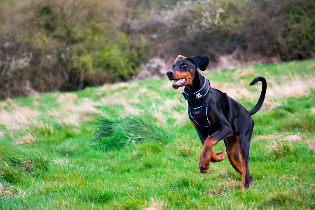 The Doberman Breed: History, Characteristics, and Responsible Ownership