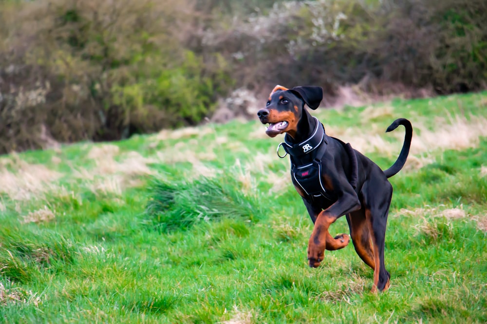 a black and brown dog running across a lush green field