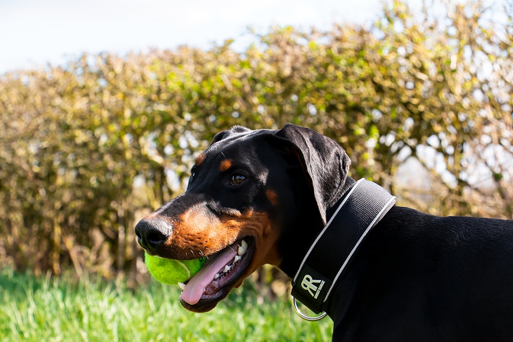 a black and brown dog with a tennis ball in its mouth