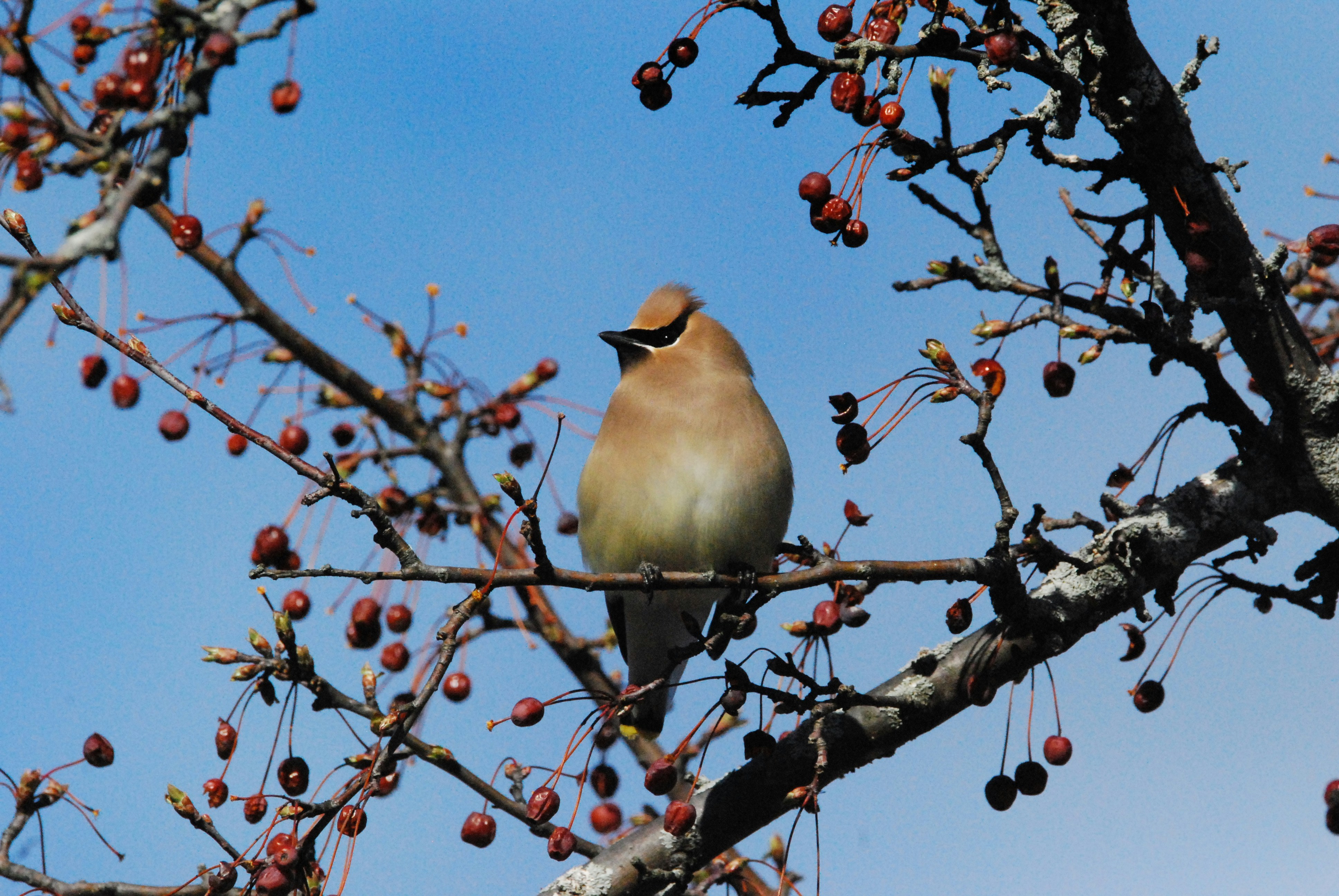 Cedar Waxwing Perched in Fruit Tree