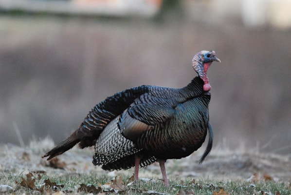 Turkey Hunting for Beginners: Calls, Setups, and Gear | Hunt Bums