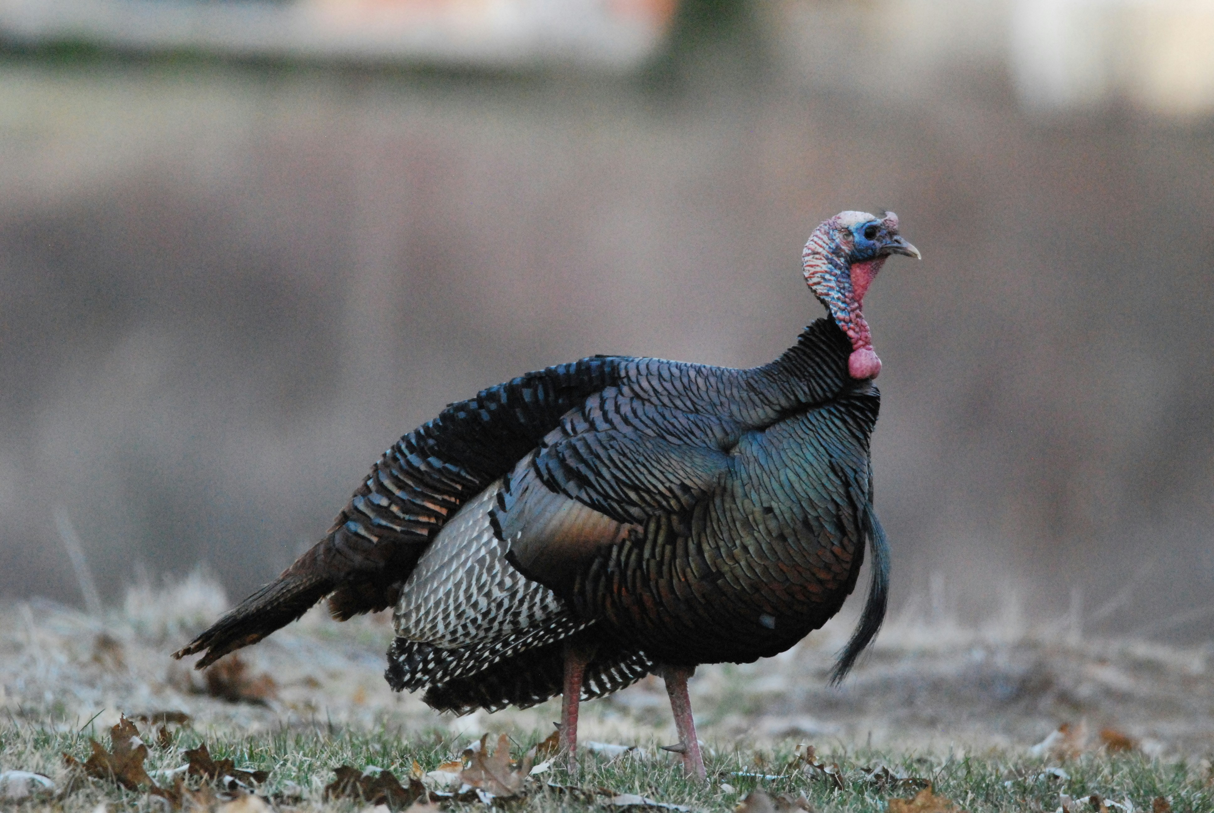 Wild Turkey male on hillside